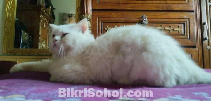 parsian cat male